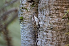 Certhia_brachydactyla_2024_0505_1627-4