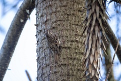 Certhia_brachydactyla_2024_0505_1627