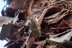 Certhia_brachydactyla_2024_0505_1628-10