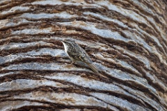 Certhia_brachydactyla_2024_0505_1628-11