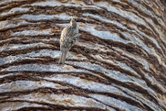 Certhia_brachydactyla_2024_0505_1628-12