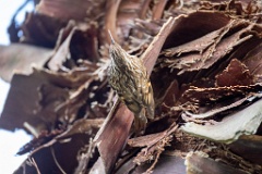 Certhia_brachydactyla_2024_0505_1628-7