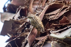 Certhia_brachydactyla_2024_0505_1628-8