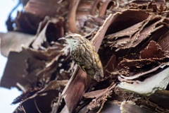 Certhia_brachydactyla_2024_0505_1628-9