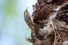 Certhia_brachydactyla_2024_0505_1628