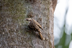 Certhia_brachydactyla_2024_0505_1629-4