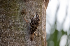 Certhia_brachydactyla_2024_0505_1629