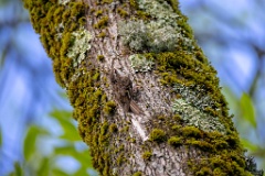 Certhia_brachydactyla_2024_0505_1705-3