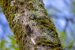 Certhia_brachydactyla_2024_0505_1705-4