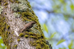 Certhia_brachydactyla_2024_0505_1705