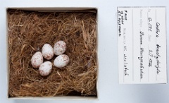 eggs_museum_Certhia_brachydactyla201010011700