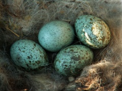 eggs_nature_Corvus_corax200504081712