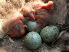 eggs_nature_Corvus_corax200505041458