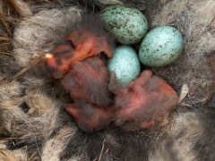 eggs_nature_Corvus_corax200505041500