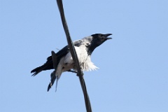 bird_singing_Corvus_cornix_2011_0417_1055