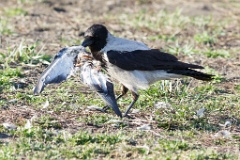 birds_feeding_Corvus_cornix2014_0422_1551