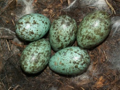 eggs_nature_Corvus_cornix200505181039