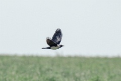 0_Corvus_dauuricus_2024_0607_1130-6