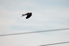 Corvus_dauuricus_2024_0602_0952