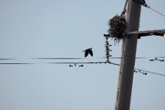 Corvus_dauuricus_2024_0607_1033