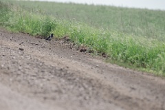 Corvus_dauuricus_2024_0607_1130