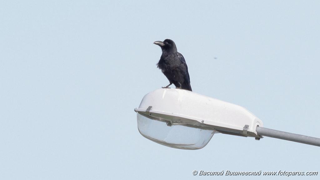 Corvus_macrorhynchos_2024-0601_KadrVideo2.jpg - Дальний Восток, Приамурье. Окрестности села Гаровка-1, Хабаровский район. 1 июня 2024 г. Ворона большеклювая. Large-billed Crow (Corvus macrorhynchos). Кадр из видео.