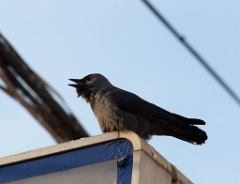 bird_singing_Corvus_monedula200912191113