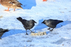 birds_feeding_Corvus_monedula_2012_0128_1406