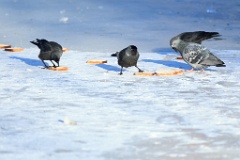 birds_feeding_Corvus_monedula_2012_0128_1407-2