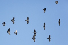 birds_flying_Corvus_monedula_2012_0128_1411-2