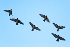 birds_flying_Corvus_monedula_2012_0128_1411