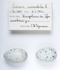 eggs_apart_Corvus_monedula201009291420