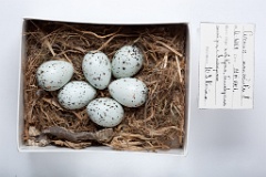 eggs_museum_Corvus_monedula201009291415
