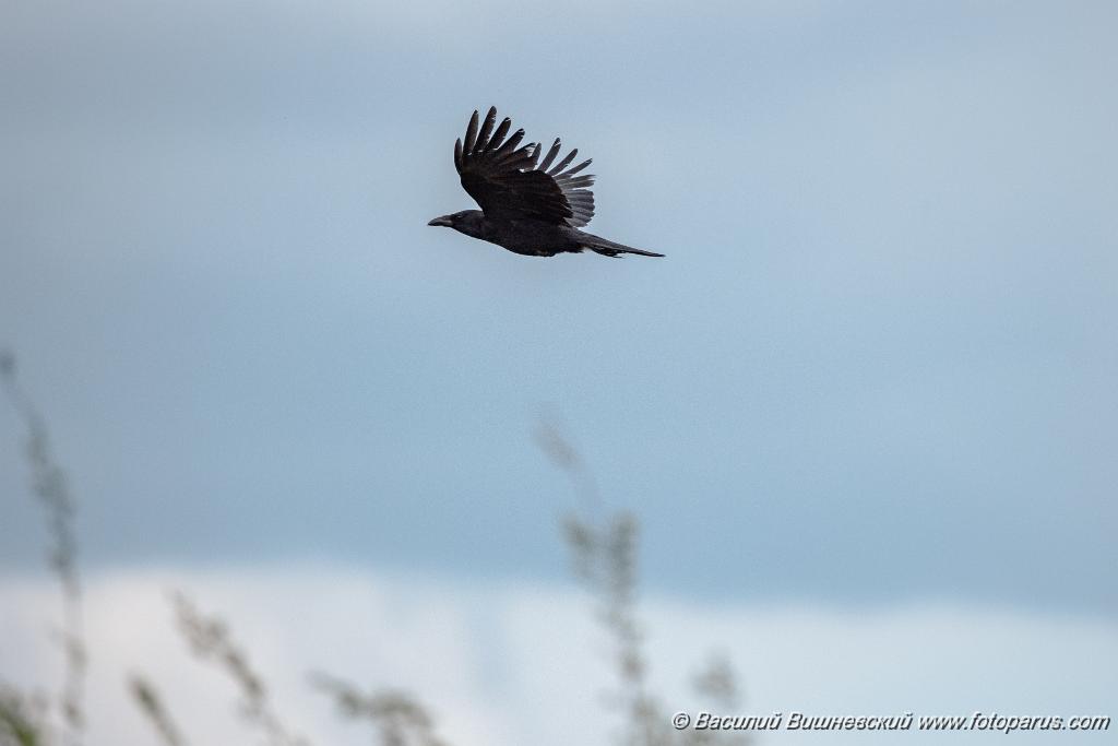 Corvus_orientalis_2024_0528_0747-3.jpg - Дальний Восток, Приамурье. Еврейская автономная область, Смидовичский район. 28 мая 2024 г. Ворона восточная черная. Carrion Crow (Oriental), eastern race (Corvus orientalis).