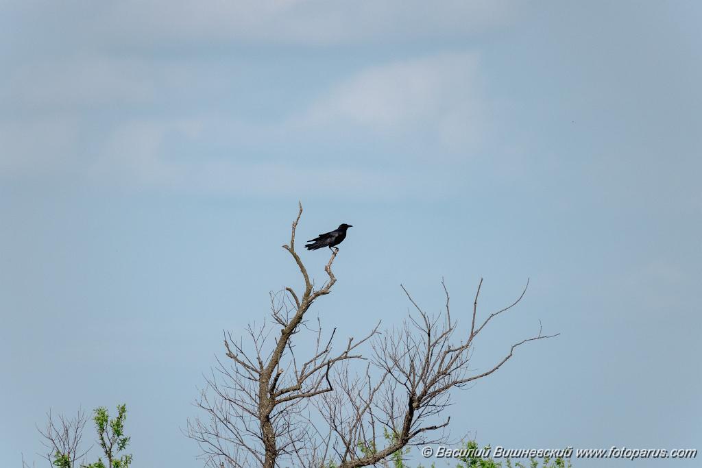 Corvus_orientalis_2024_0605_1753-3.jpg - Озеро Песчаное, Тамбовский муниципальный округ, Амурская область, Дальний Восток. 5 июня 2024 г. Ворона восточная черная. Carrion Crow (Oriental), eastern race (Corvus orientalis).