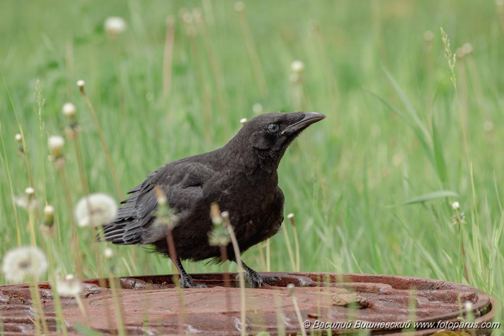 Corvus_orientalis_2024_0608_1436-4.jpg - Хабаровский краевой парк имени Н. Н. Муравьева-Амурского. 8 июня 2024 г. Ворона восточная черная. Carrion Crow (Oriental), eastern race (Corvus orientalis).