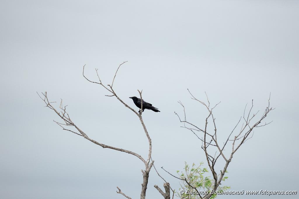 Corvus_orientalis_2024_0611_0942.jpg - Дальний Восток, Приамурье. Еврейская автономная область, Смидовичский район.11 июня 2024 г. Ворона восточная черная. Carrion Crow (Oriental), eastern race (Corvus orientalis).