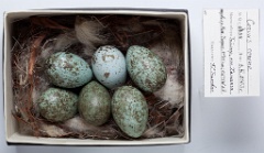 eggs_museum_Corvus_orientalis201009291507