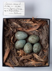 eggs_museum_Corvus_orientalis201009291514