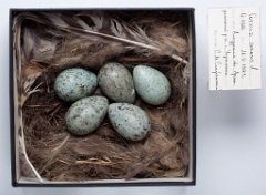 eggs_museum_Corvus_orientalis201009291516