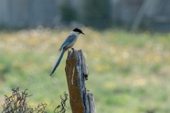 0_Cyanopica_cyanus_2024_0607_1048-2