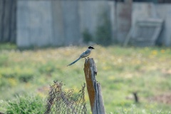 Cyanopica_cyanus_2024_0607_1048