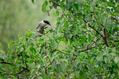 Cyanopica_cyanus_2024_0617_1216-3