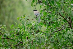 Cyanopica_cyanus_2024_0617_1216-4