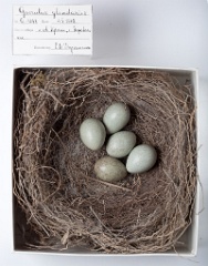 eggs_museum_Garrulus_glandarius201009291304