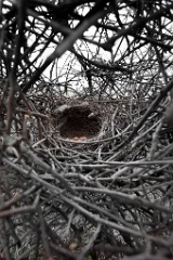 nest_overview_Pica_pica200905071457