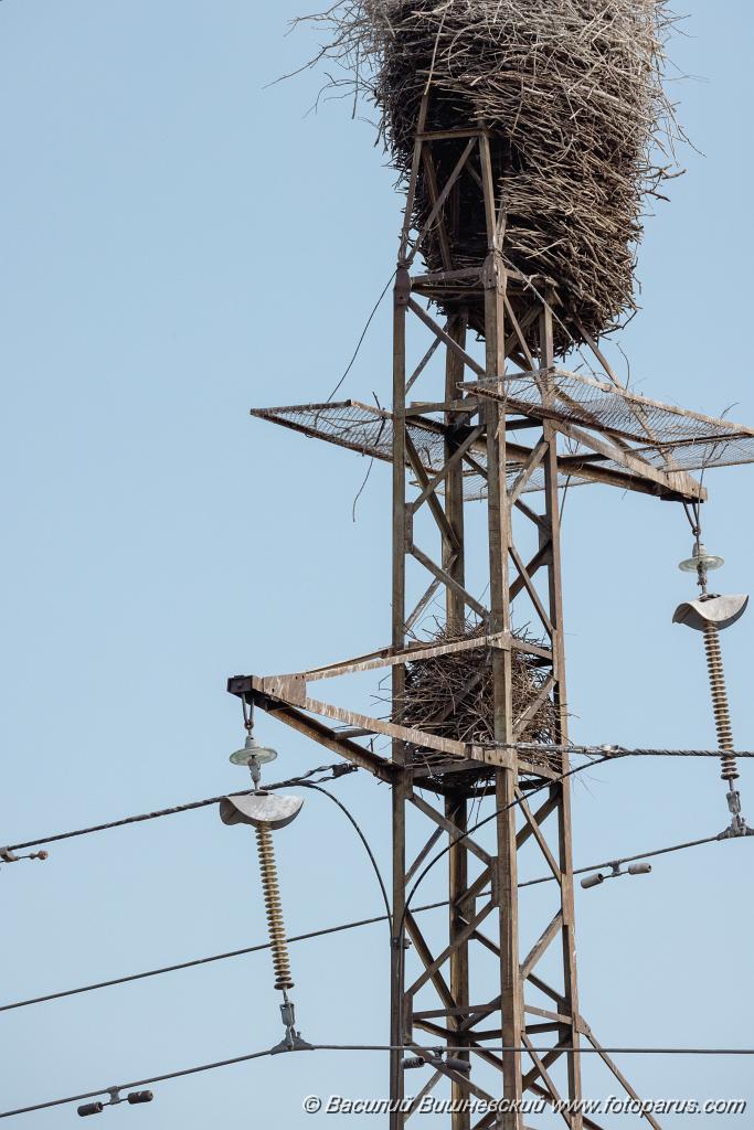 nest240604-3_Pica_serica_2024_0604_1744.jpg - Дальний Восток, Амурская область. 4 июня 2024 г. Гнездо восточной сороки nest240604-3 под гнездом дальневосточного аиста