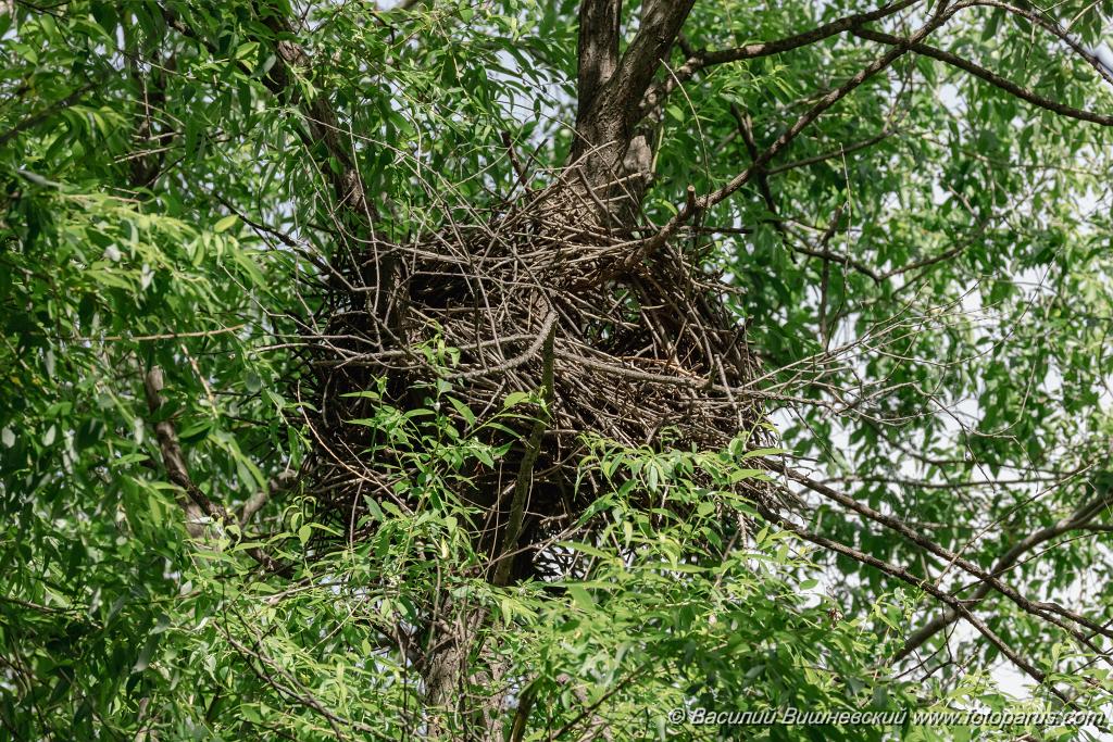 nest240613_Pica_serica_2024_0613_1633.jpg - Хабаровск, питомник имени Лукашова. 13 июня 2024 г.