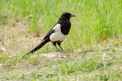 0_Pica_serica_2024_0531_0924-4