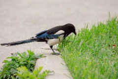 Pica_serica_2024_0529_0919